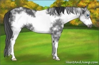 Horse Color:White Spotted Black Splash Frame 