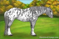 Horse Color:White Spotted Blue Roan Splash Frame Appaloosa