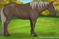 Horse Color:Chocolate Palomino 