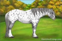 Horse Color:White Spotted Blue Roan Splash Frame Blanket 