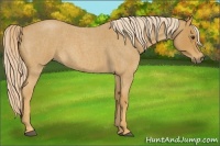 Horse Color:Palomino Roan