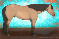 Horse Color:Bay Dun