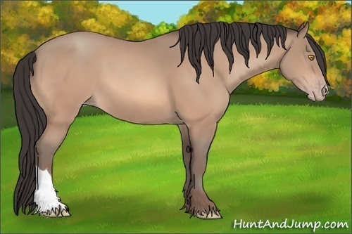Horse Color: Amber Champagne 