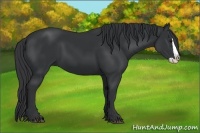 Horse Color:Black Splash