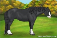 Horse Color:Black Splash
