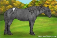 Horse Color:Black Appaloosa 