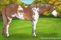 Horse Color:Liver Chestnut Sabino 