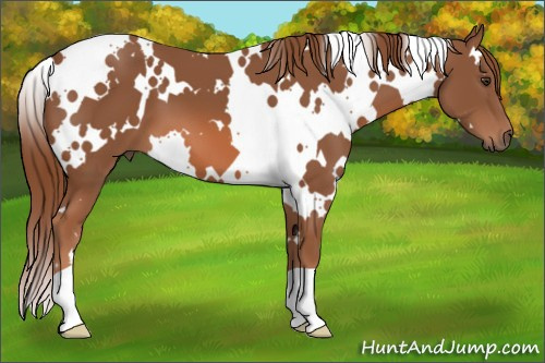 Horse Color: White Spotted Chestnut 