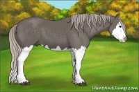 Horse Color:Silver Black Splash 
