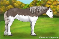 Horse Color:Silver Black Splash 