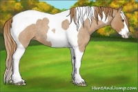 Horse Color:Red Roan Splash Tobiano