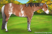 Horse Color:White Spotted Bay Sabino