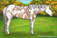 Horse Color:Bay Sabino Appaloosa 