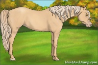Horse Color:Gold Champagne Roan 