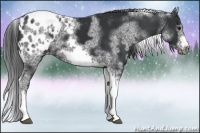 Horse Color:White Spotted Black Splash Tobiano Frame Appaloosa 