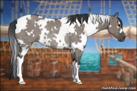 Horse Color:White Spotted Grullo Rabicano