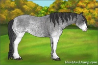 Horse Color:White Spotted Blue Roan Rabicano  Brindle