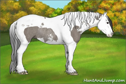 Horse Color: Brown Dun Sabino Splash Tobiano Rabicano 