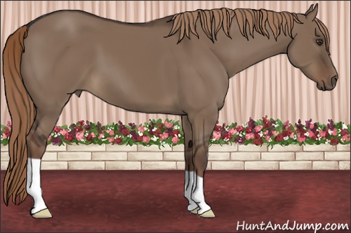 Horse Color: Liver Red Dun 