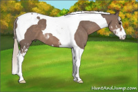 Horse Color:Silver Black Sabino Tobiano 