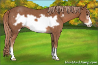 Horse Color:Liver Chestnut Frame