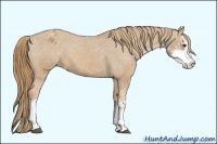 Horse Color:Chestnut Sabino Blanket 