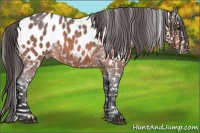 Horse Color:Bay Roan Appaloosa