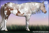 Horse Color:White Spotted Liver Chestnut 