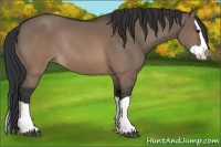 Horse Color:Brown Dun Splash Rabicano 