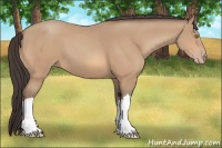 Horse Color:Amber Champagne 