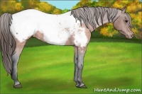 Horse Color:Brown Snowcap 