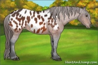 Horse Color:Bay Blanket 