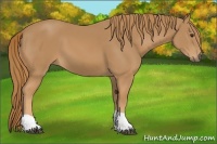 Horse Color:Chestnut Tobiano 