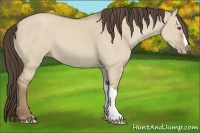 Horse Color:Classic Champagne Dun 
