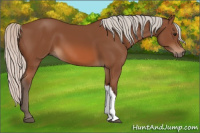 Horse Color:Silver Bay 