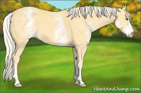 Horse Color:White Spotted Gold Cream Champagne 