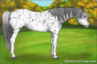Horse Color:White Spotted Blue Roan Splash Frame Appaloosa 