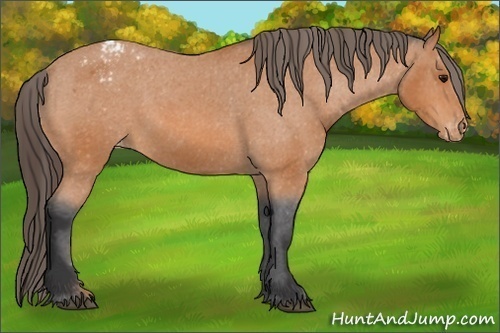 Horse Color: Bay Blanket Rabicano 
