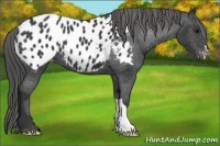 Horse Color:Black Blanket 