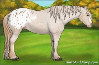 Horse Color:Chestnut Appaloosa 