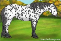 Horse Color:Black Near Leopard 