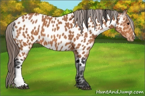 Horse Color: Bay Near Leopard 