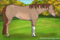 Horse Color:Red Dun Tobiano 
