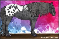 Horse Color:Black Appaloosa 