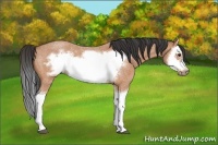 Horse Color:Bay Roan Splash Frame 