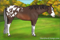 Horse Color:Brown Splash Appaloosa 
