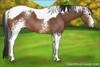 Horse Color:White Spotted Bay Tobiano Rabicano