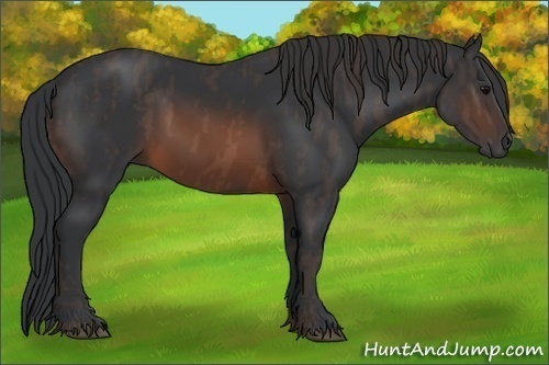 Horse Color: Brown Rabicano  Brindle