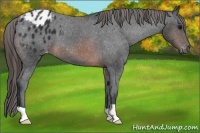 Horse Color:Brown Appaloosa 