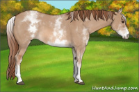 Horse Color:White Spotted Liver Red Dun Rabicano 